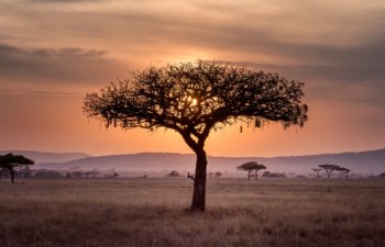 outback landscape