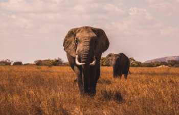 elephant south african