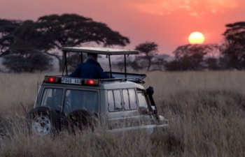 safaris outback